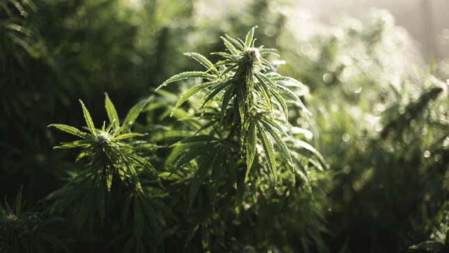 Image for article titled A Timeline Of Marijuana