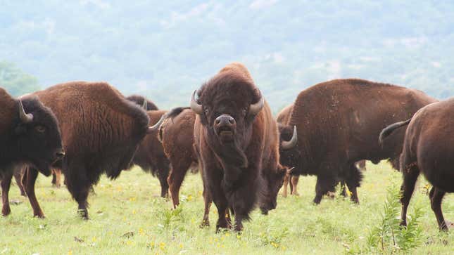Image for article titled Step Away From the Bison
