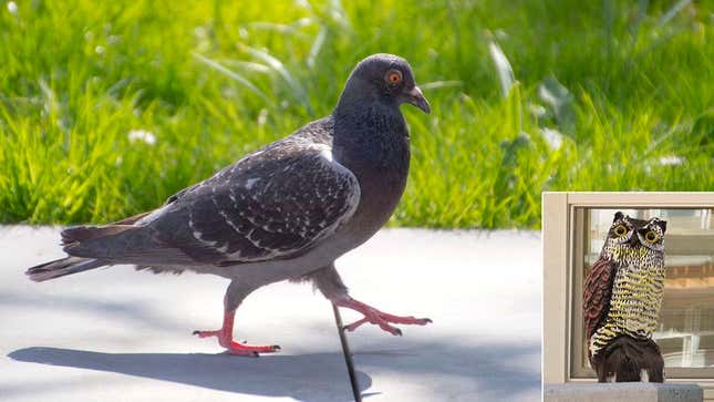 Though admitting it is inanimate and harmless, the pigeon says there is “no way” he would ever get within 10 feet of the painted plastic owl (inset).