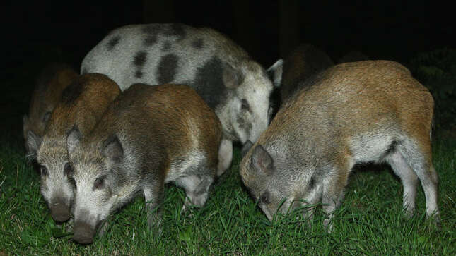 Dos granjeros australianos encarcelados por contrabando de semen de jabalí en botellas de champú