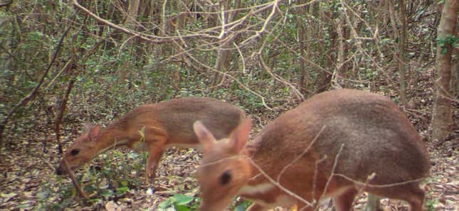 A pair of silver-backed chevrotains.