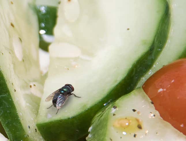 Image for article titled Housefly Tracks Dog Shit All Over Cucumber Slice