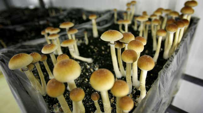 Image for article titled Oakland Becomes Second U.S. City to Decriminalize Magic Mushrooms