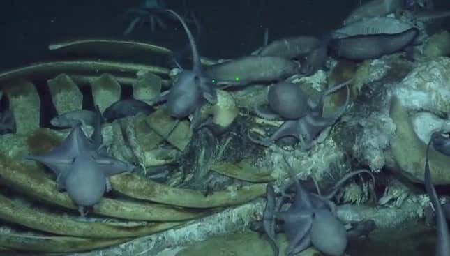 Octopuses and eels feeding off the carcass.