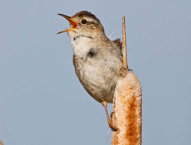 Image for article titled Male Marsh Wren Chirping His Balls Off To Attract Mate
