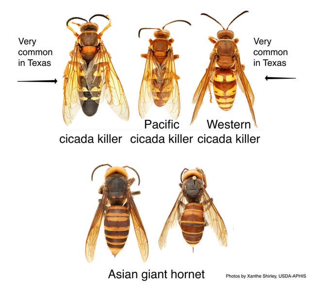 Though the two rows of insects may look similar, they are not the same.
