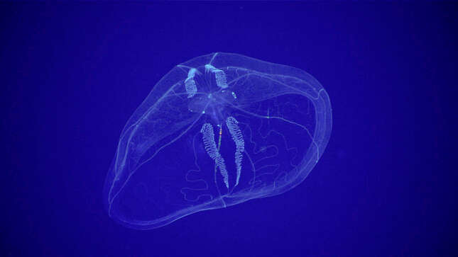 A translucent comb jelly at a depth of about 600 meters (1,970 feet).