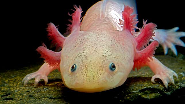 Image for article titled Report: Probably Best Not To Even Think About Crazy Virus Currently Brewing Inside Axolotl