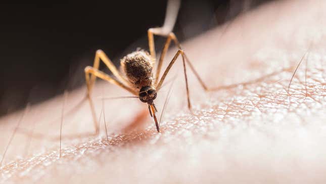 Image for article titled How to Ease Mosquito Bite Symptoms