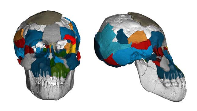 Scans of the Australopithecus afarensis skull.