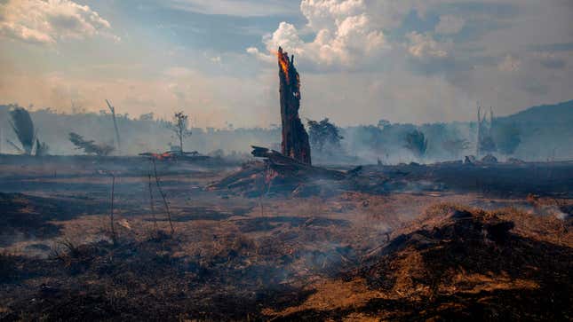 View of a burnt area of forest in Altamira, Para state, Brazil, oin the Amazon basin, on August 27, 2019.
