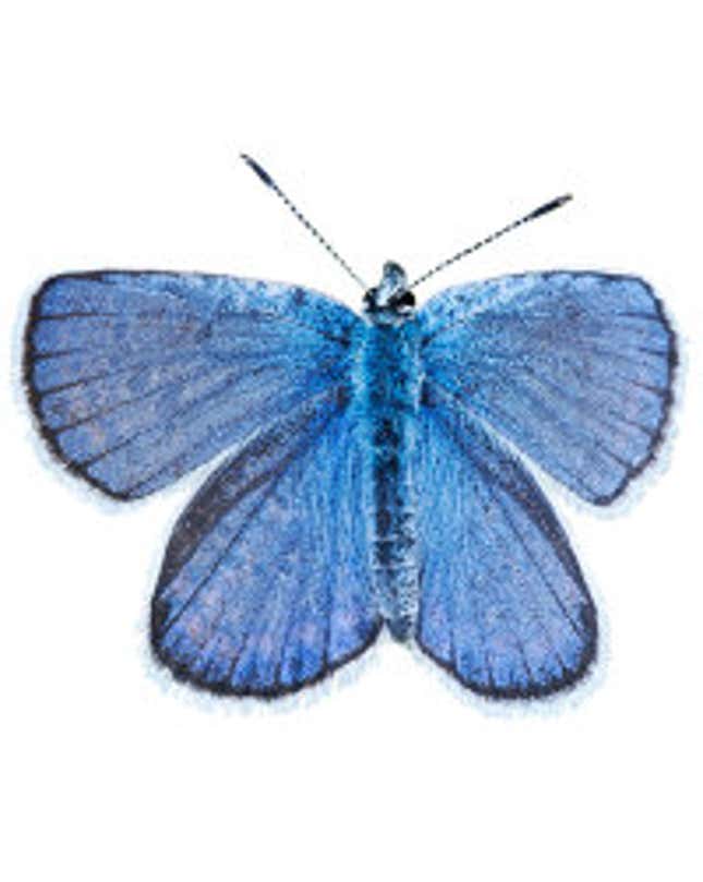 A Karner Blue Butterfly
