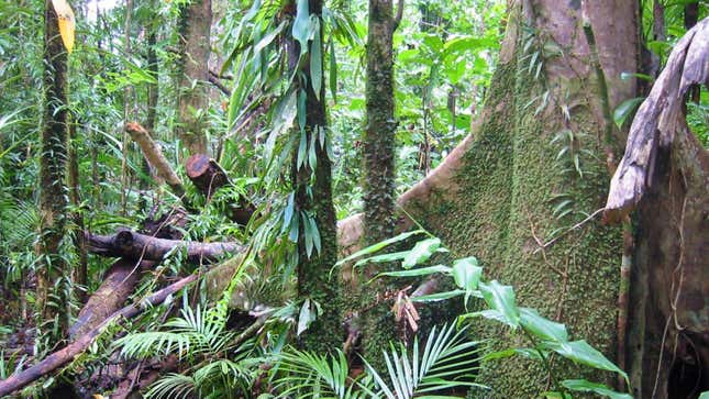 A patch of rainforest near Daintree, Queensland.