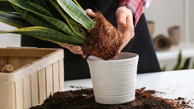 Image for article titled How to Tell If It&#39;s Time to Repot Your Plant