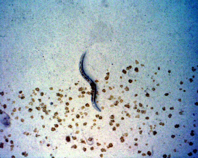 A nematode that was in space and survived the Space Shuttle Columbia crash in 2003.