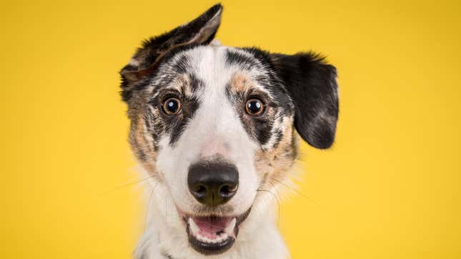 A happy dog on a yellow background
