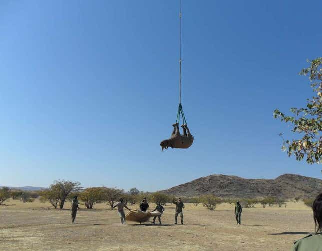 Imagen para el artículo titulado Por qué los rinocerontes se transportan mejor en helicóptero boca abajo