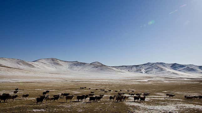 A herd of sheep in Mongolia