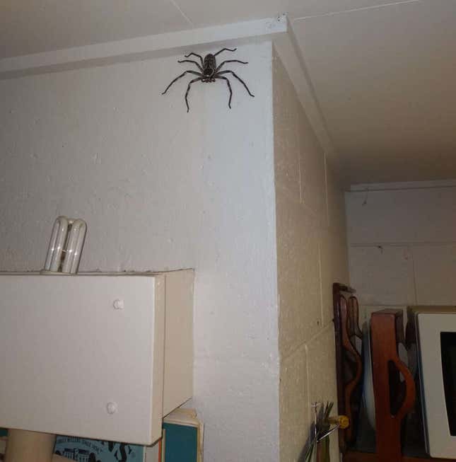 Imagen para el artículo titulado Adivina dónde está el garaje con una araña del tamaño de tu cara viviendo con su dueño