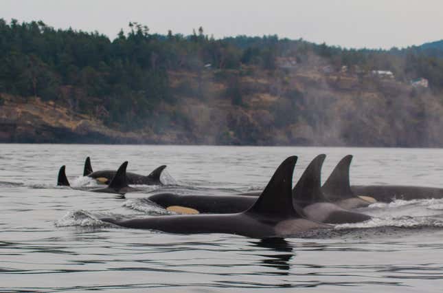 Baby Orcas Are More Likely to Survive if They Live With Their Grandma