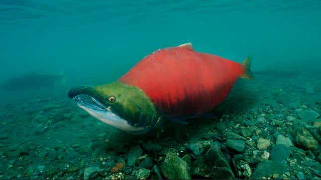 The pudgy, out-of-shape fish is barely able to traverse even the lightest rapid.