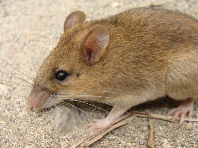 ‘Extinct’ Volcano Mouse Is Actually Doing Fantastic