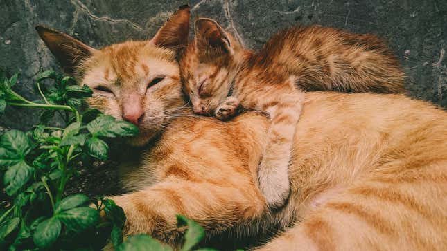 Imagen para el artículo titulado Qué hacer (y qué evitar) para caerle bien a un gato
