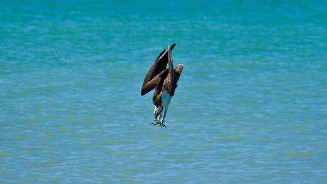Image for article titled Dive-Bombing Osprey Better Emerge From Lake With Something Awesome To Show For It