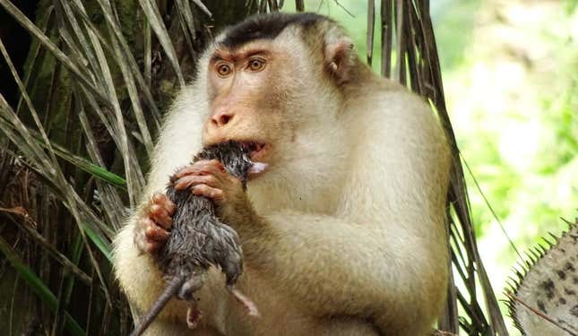 Nomnomnom: A southern pig-tailed macaque consumes a rat.