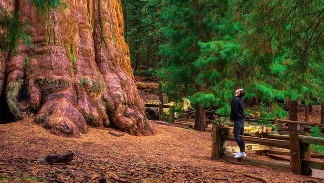 Image for article titled Man Guessing He’s Stared At Giant Sequoia Long Enough To Appreciate It