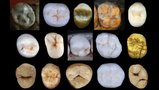 A sampling of some hominin teeth analyzed in the new study. 