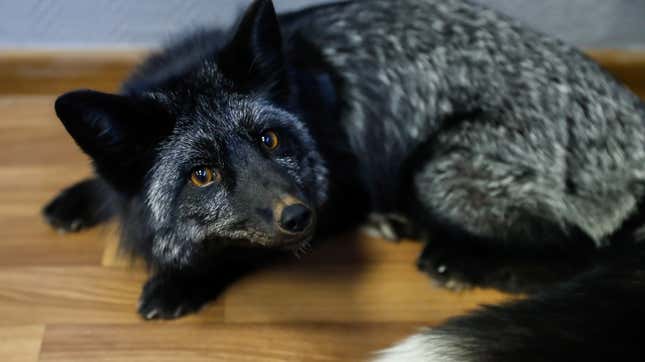 A domesticated fox in Russia.