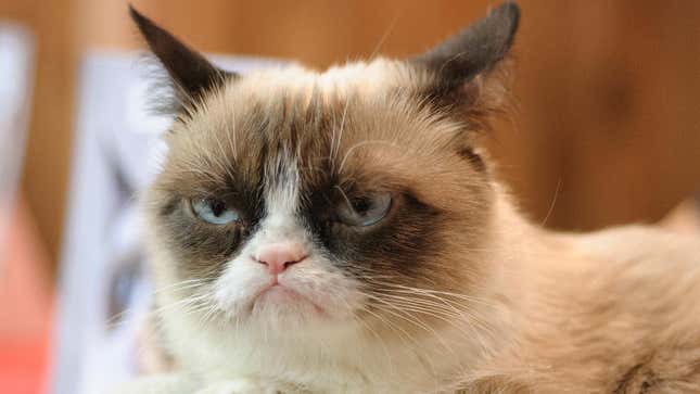 Image for article titled World Rejoices As Grumpy Cat And Her Shitty Attitude Dead Forever