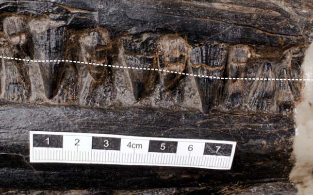 Imagen que muestra los dientes de ictiosaurio.