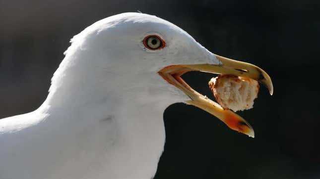 Image for article titled Scientists may have discovered how to get asshole seagulls to leave your food alone