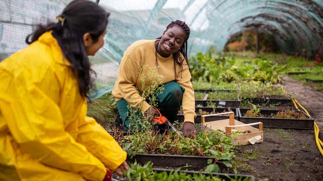 Image for article titled You didn’t kill your victory garden. Now what?