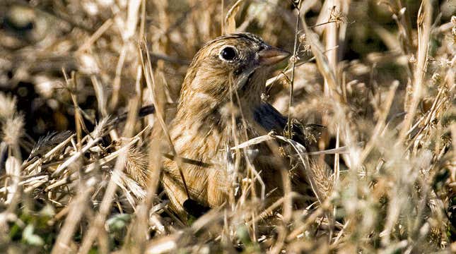 Image for article titled What's the Horniest Animal?