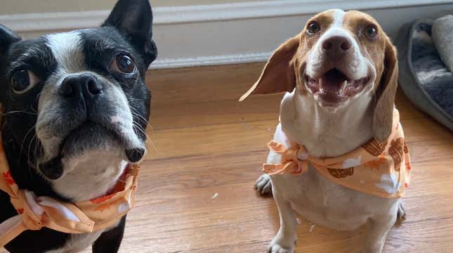 Boston Terrier and beagle wearing festive fall bandanas