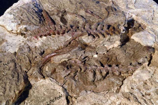 Parte de un esqueleto de lagerpétido que data de hace 235 millones de años, en Argentina.
