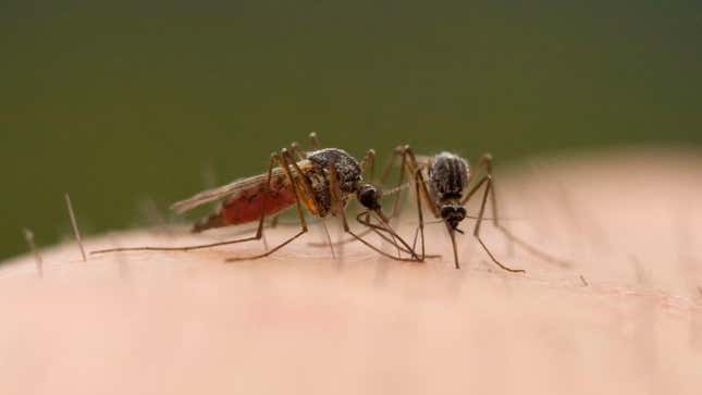 Image for article titled Mosquito Confronts Partner After Testing Positive For Zika