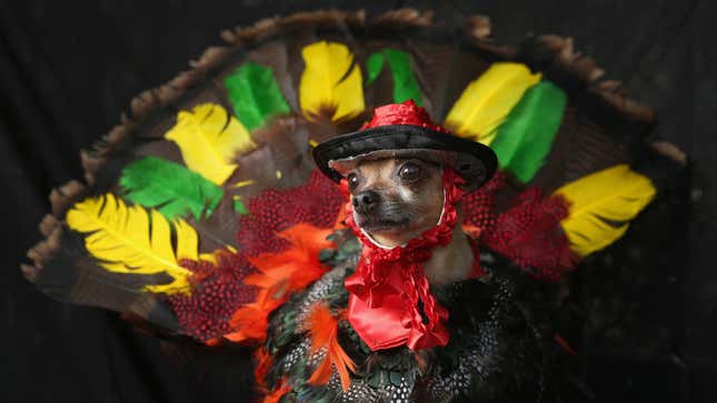 Eli, a chihuahua, pretends to be a Thanksgiving turkey at the Tompkins Square Halloween Dog Parade on October 20, 2012.