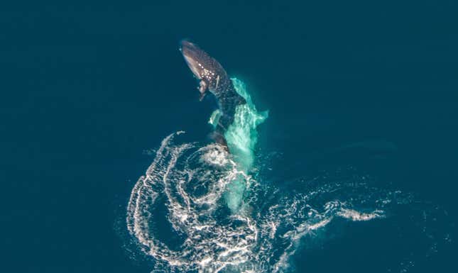 Imagen para el artículo titulado Capturan por primera vez el intento de apareamiento de un tiburón ballena (aunque no sale como el animal esperaba)