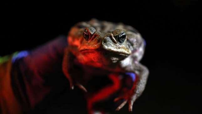 Una especie de sapos gigantes venenosos invade Florida