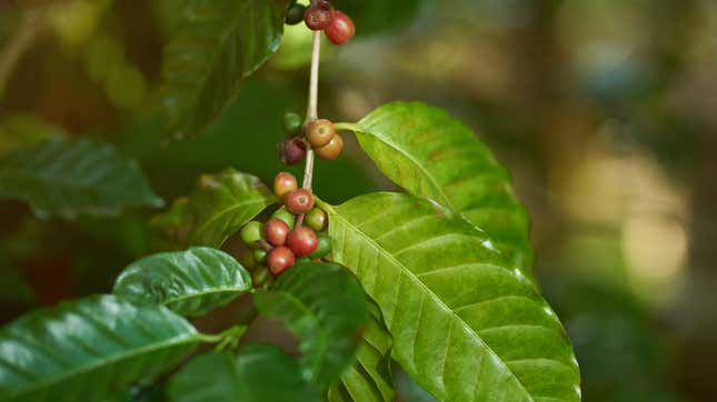 Bad harvests force coffee farmers to leave El Salvador