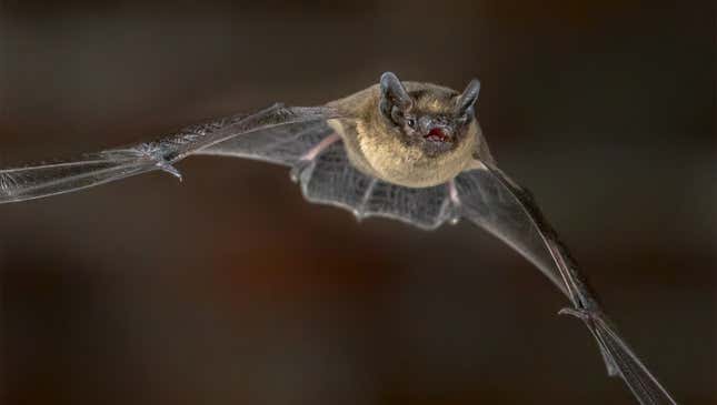 Image for article titled Zoologists Admit You Really Got To Hand It To Bats For Learning To Fly