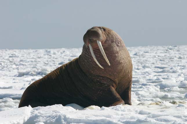 Imagen para el artículo titulado Una morsa ataca y hunde el bote de una expedición rusa en el Ártico