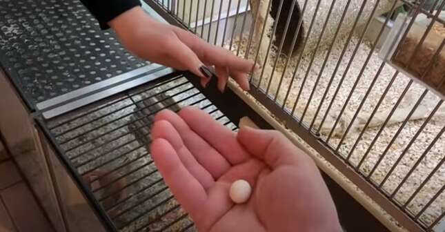 Encuentra un huevo de periquito en una tienda de mascotas y decide incubarlo en su casa. Este es el resultado