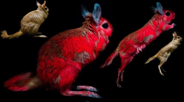 Springhares shown under normal lighting and UV lighting conditions. 