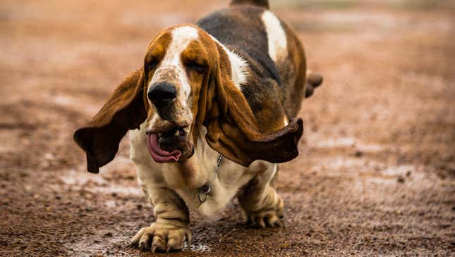 Image for article titled Nation Demands More Slow-Motion Footage Of Running Basset Hounds