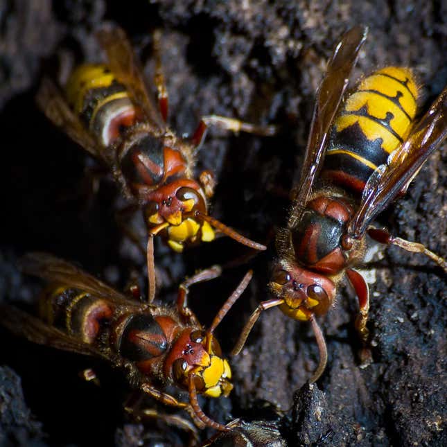 Though the European hornet, Vespa crabro, did reach North America only in the past 200 years or so, they’re neither as big as the Asian giant hornet nor anywhere near as threatening to honey bees.